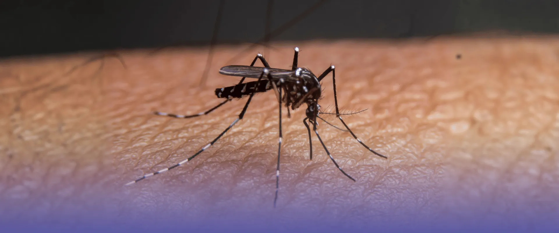 Foto ilustrativa de mosquito. Saiba o que são arboviroses